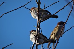昨日のすずめ  (2)