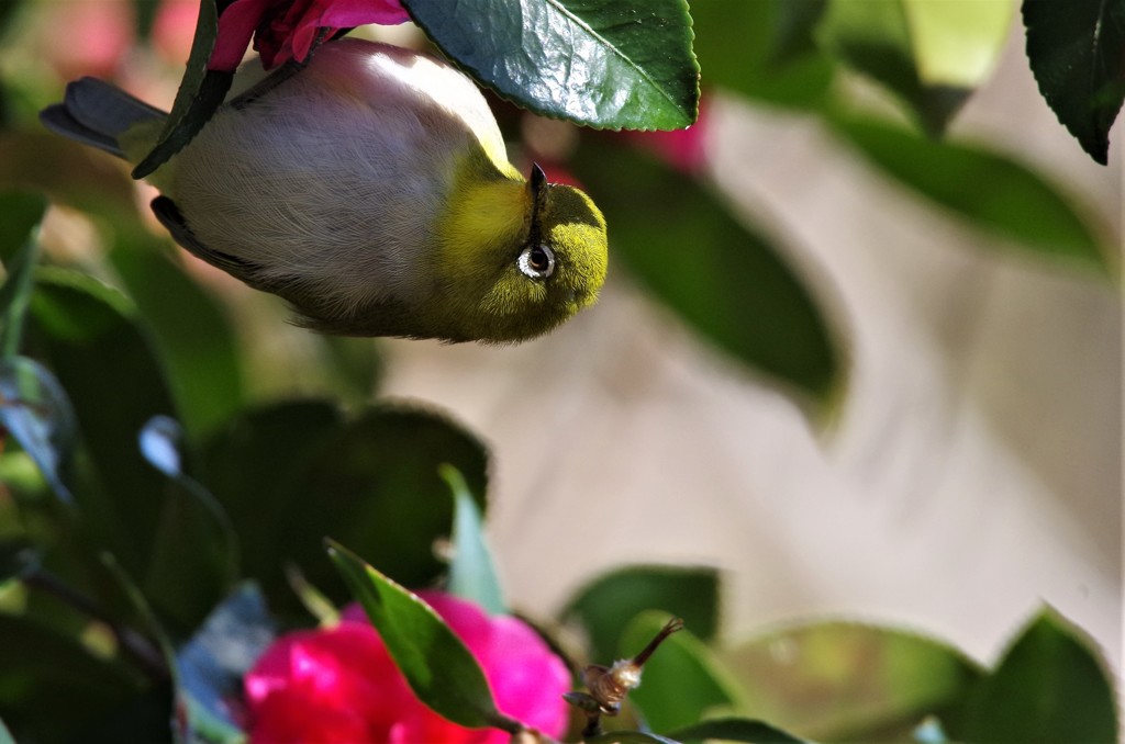 昨日のメジロ (2)