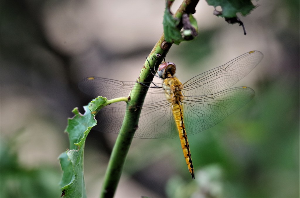昨日のトンボ　 (2)