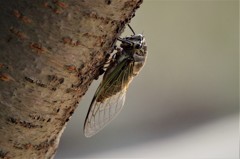 今日のクマゼミ