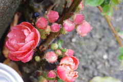 庭先にて