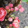 庭先にて