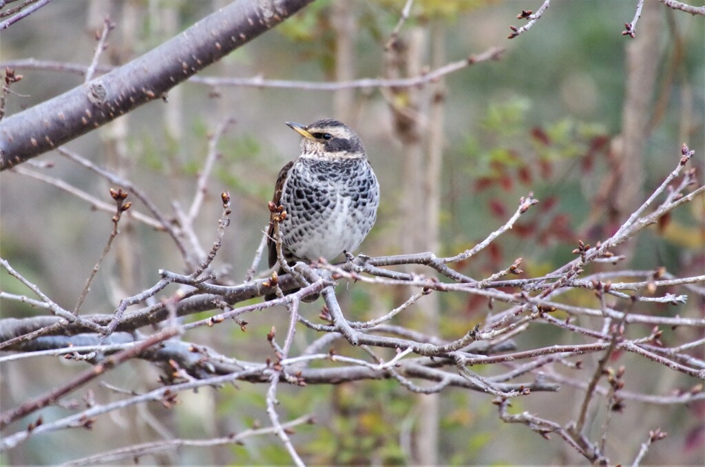 昨日の野鳥 (1)