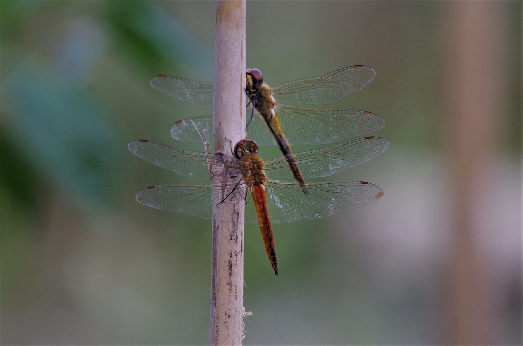 一昨日のトンボ (1)
