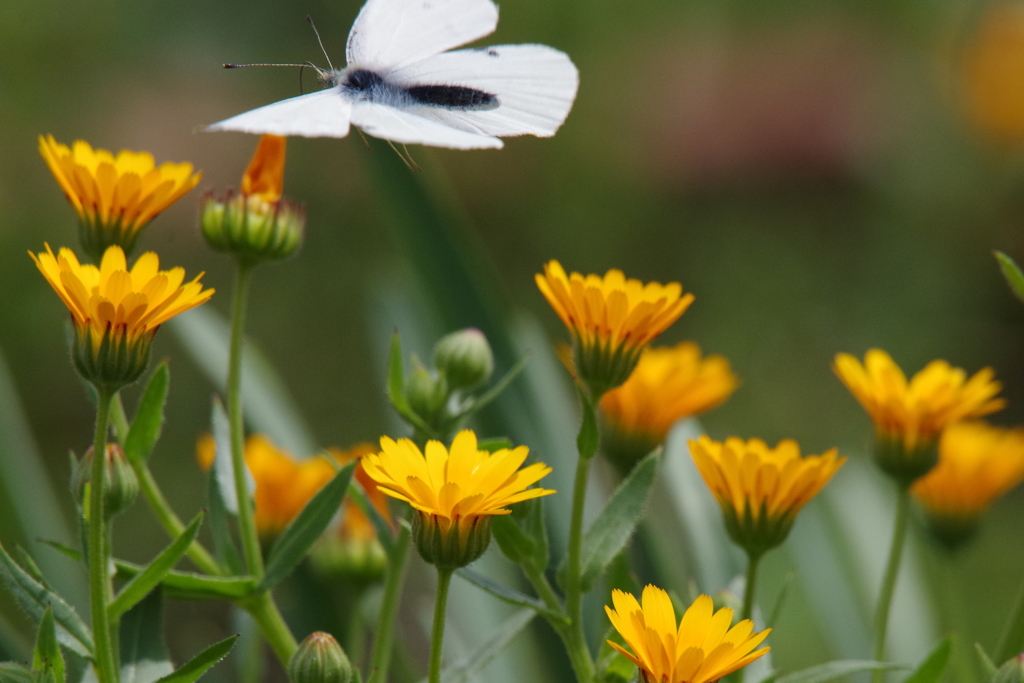 どれにしましょ