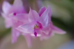 カニサボテン (1)