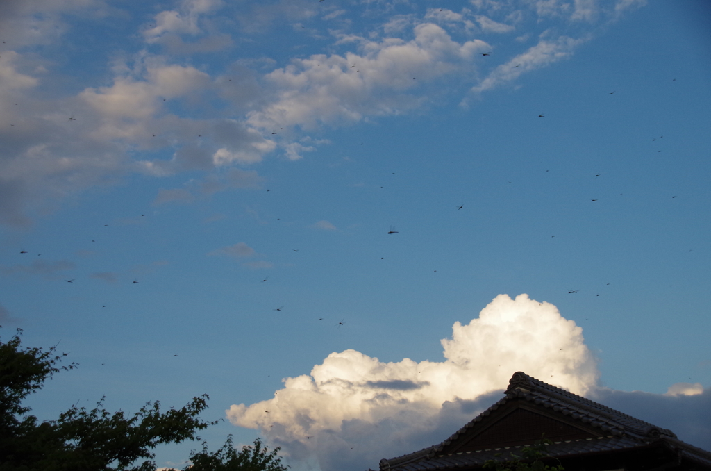 おーいトンボ、雲