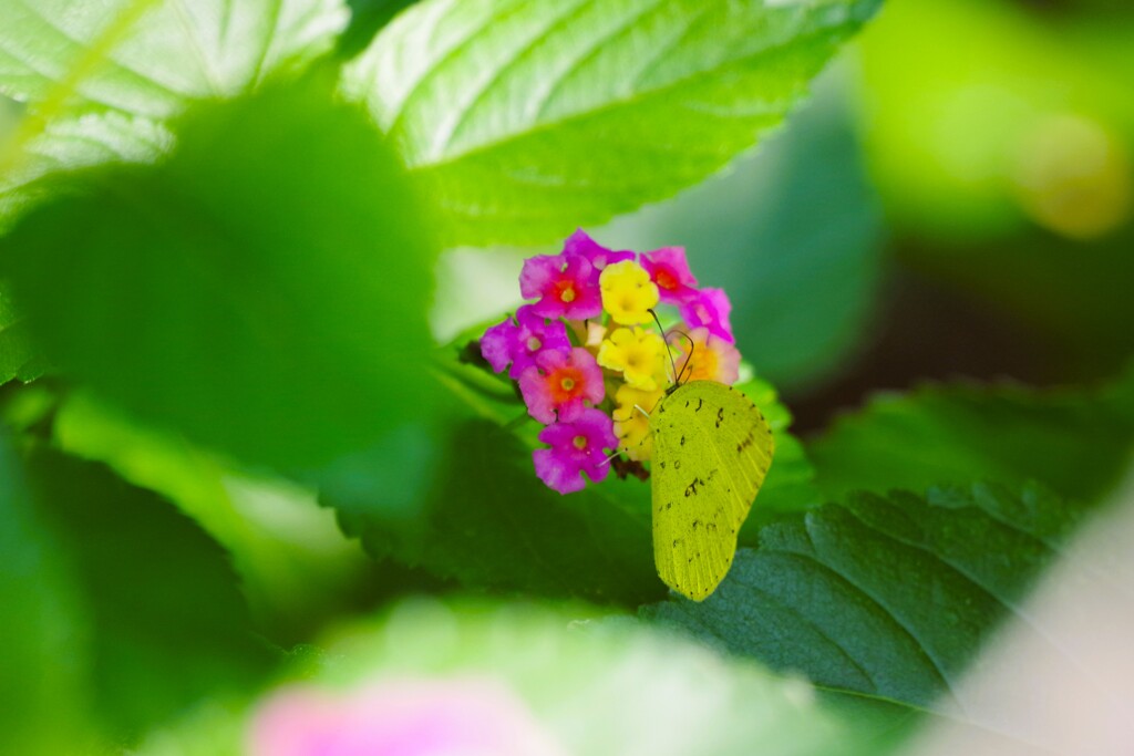 キタキチョウ (1)