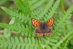 昨日のベニシジミ (1)