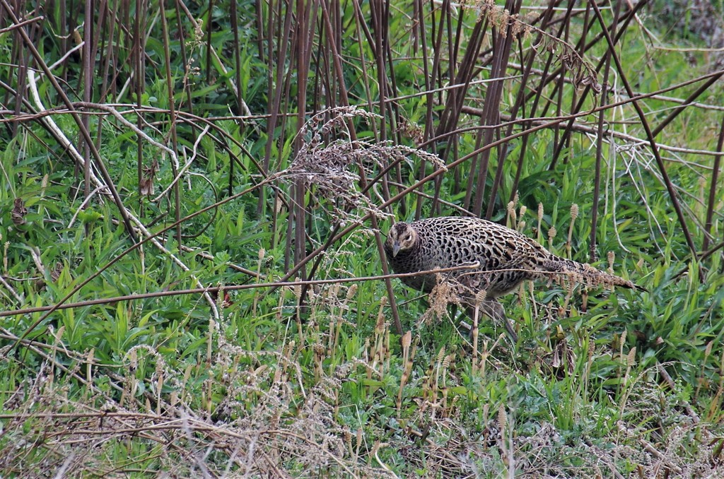 キジちゃん  (2)