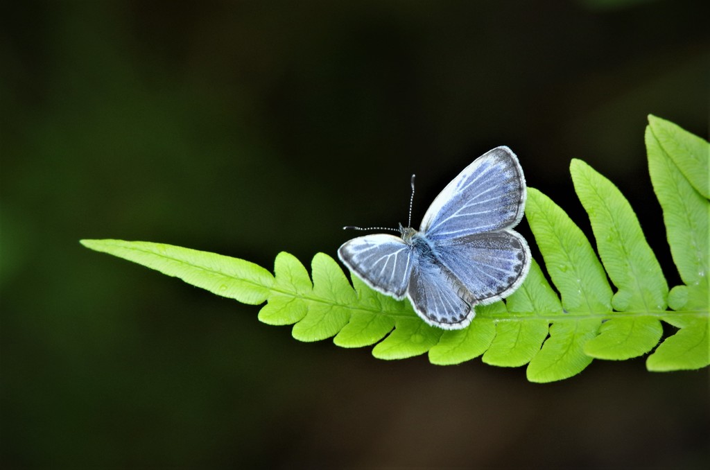 昨日のヤマトシジミ