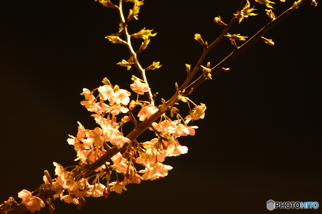 夜の川津桜2