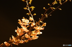 夜の川津桜2
