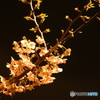夜の川津桜2