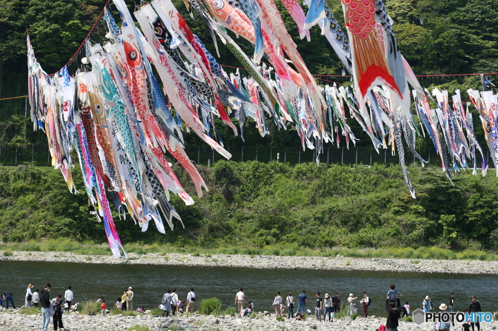 相模川鯉のぼり_1