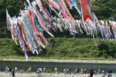 相模川鯉のぼり_1