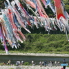 相模川鯉のぼり_1