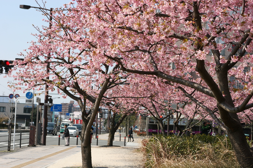 河津桜_28