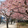 河津桜_28