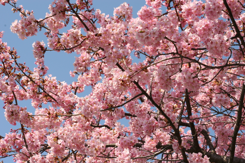 河津桜_6