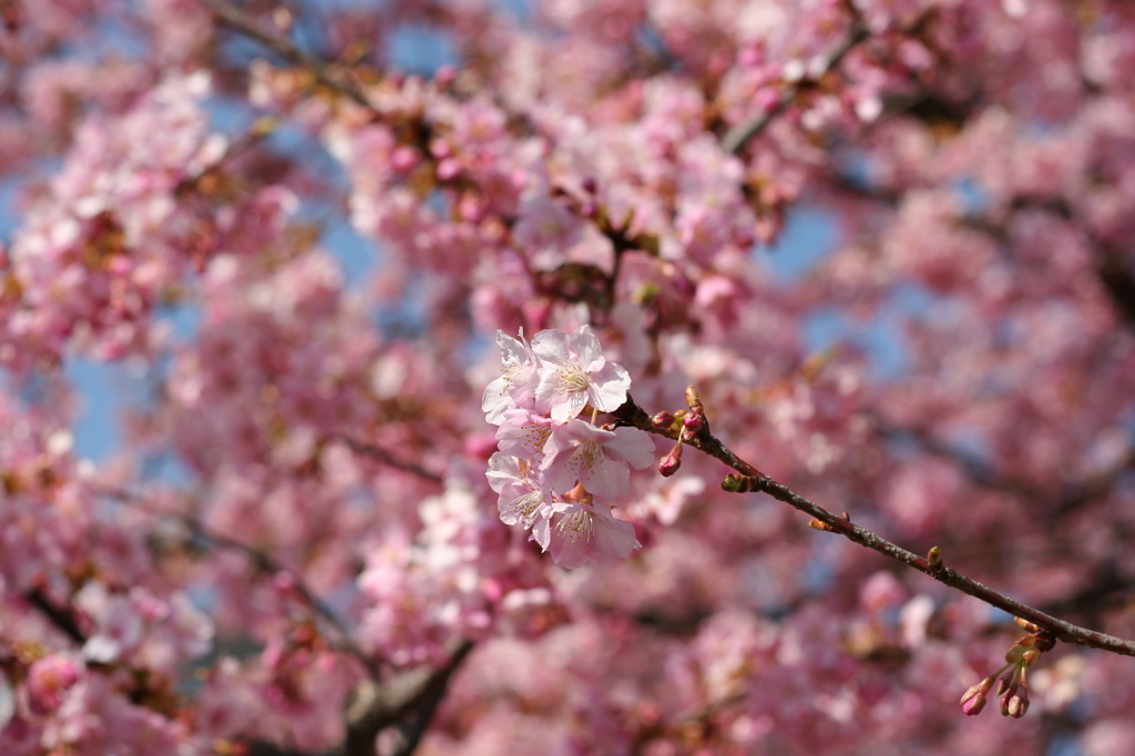 河津桜_16