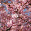 河津桜_16