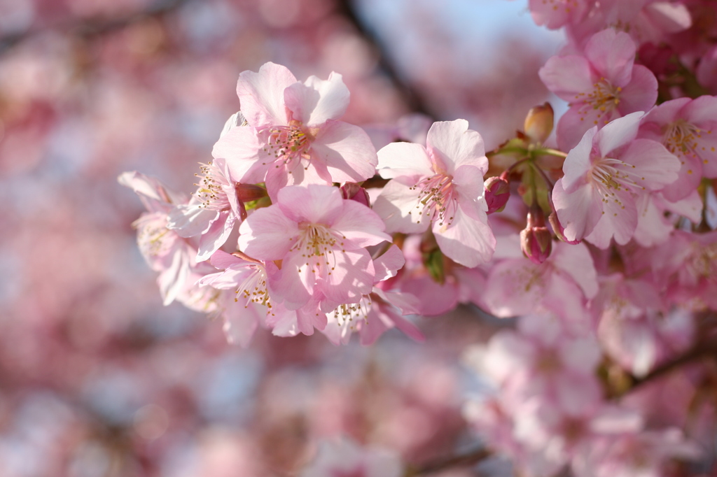河津桜_12