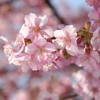 河津桜_12