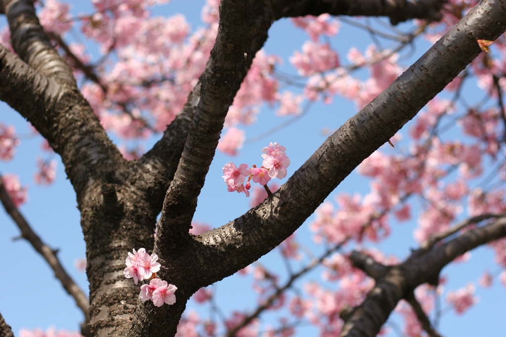 河津桜_17