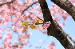 河津桜_2