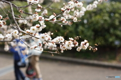 梅