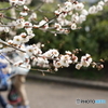 梅