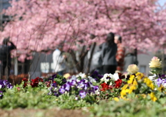 河津桜_34