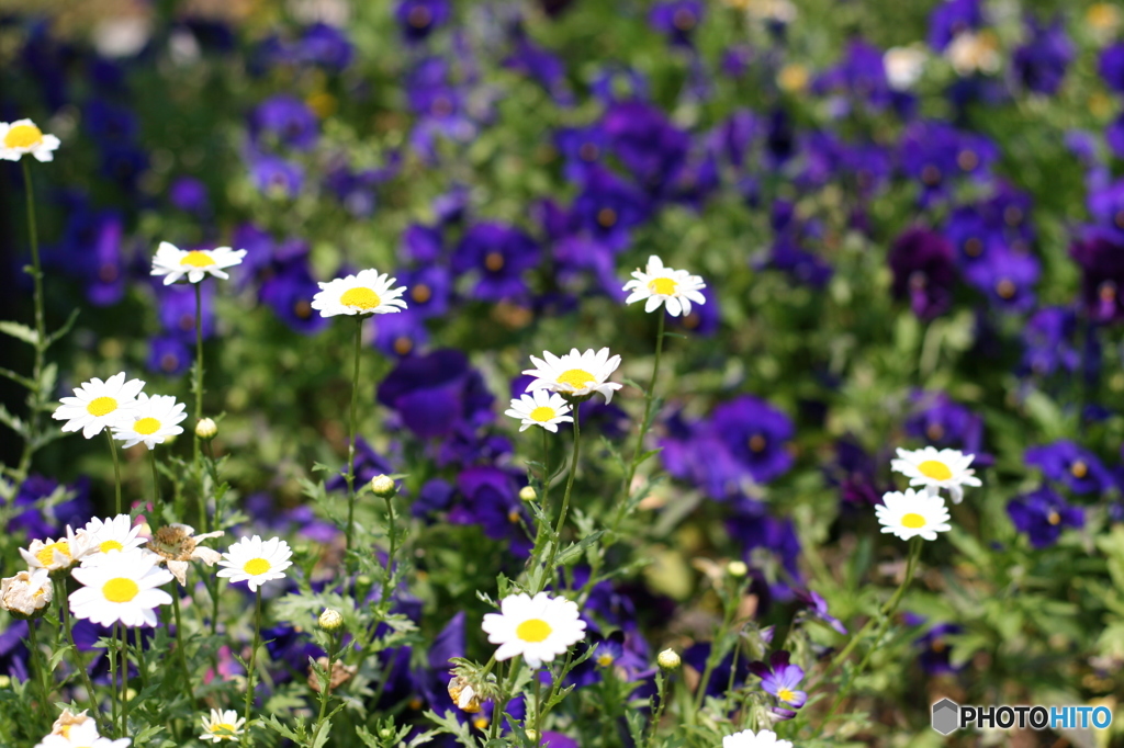 Marguerite