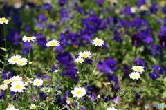 Marguerite