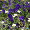 Marguerite