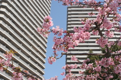 河津桜_41