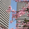 河津桜_41
