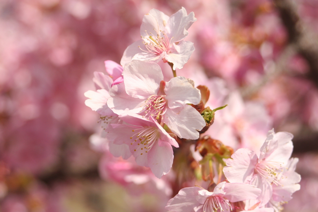 河津桜_45