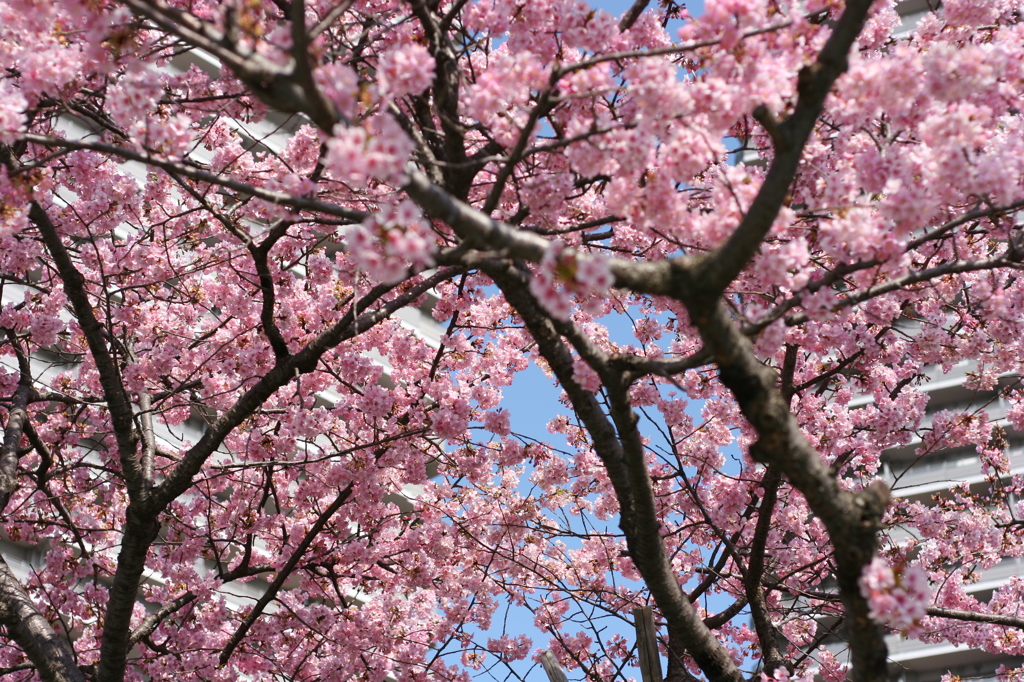 河津桜_32