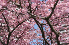 河津桜_32
