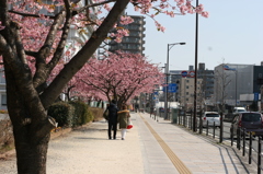 河津桜_25