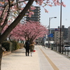 河津桜_25