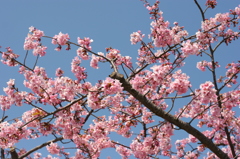 河津桜_4