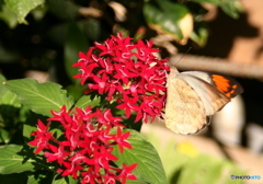 多摩動物園　昆虫館3