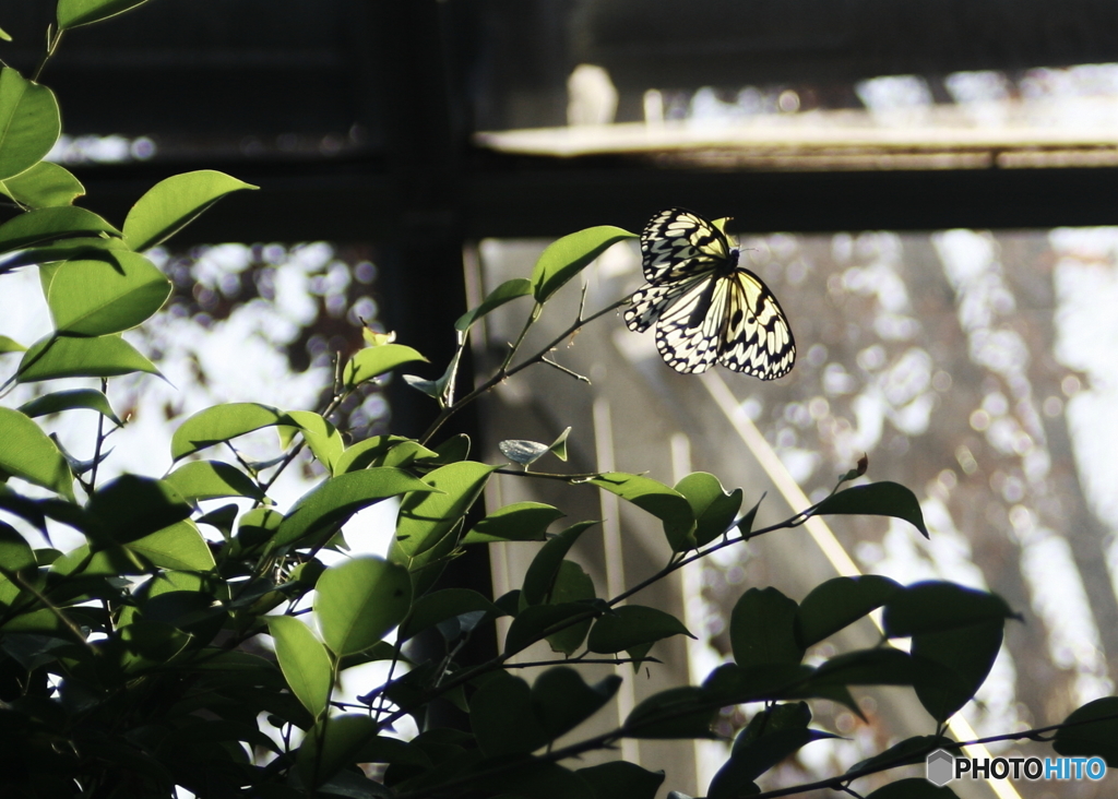 多摩動物園　昆虫館2