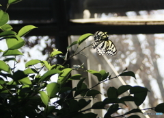 多摩動物園　昆虫館2