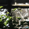 多摩動物園　昆虫館2