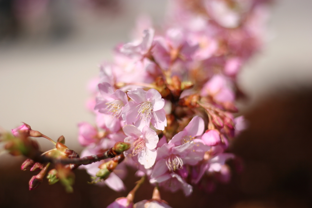 河津桜_15