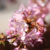 河津桜_15